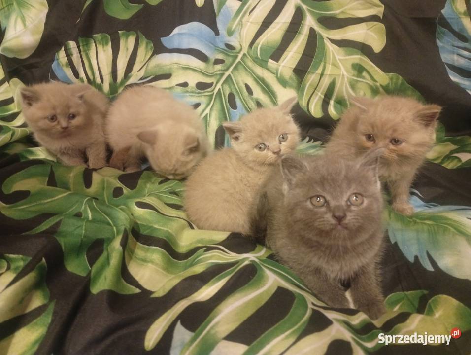 Kocięta brytyjskie liliowe i niebieskie Proszowice