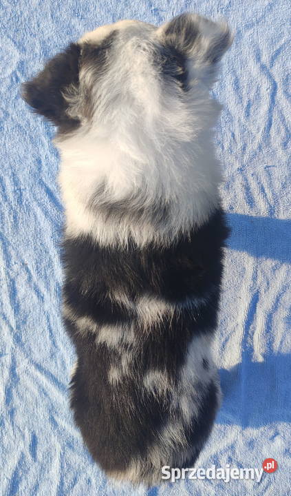 Prześliczna Suczka BORDER COLLIE pełna dok super Iwonicz