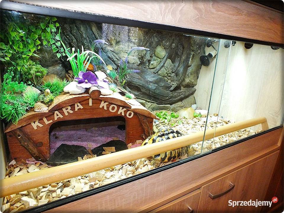 Duże Terrarium z szafką 2 Żółwie Grecki i Lubsko