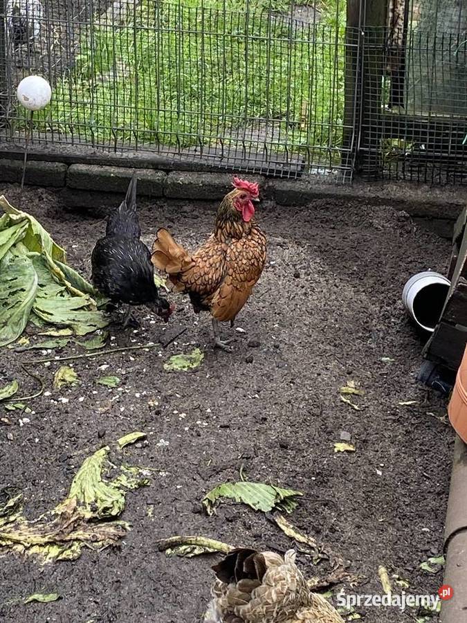 Trzy miesieczne koguty sebrytki Białogard sprzedam