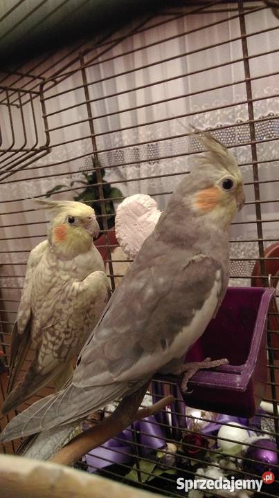 Papugi Nimfy TarczynWarszawa mazowieckie sprzedam