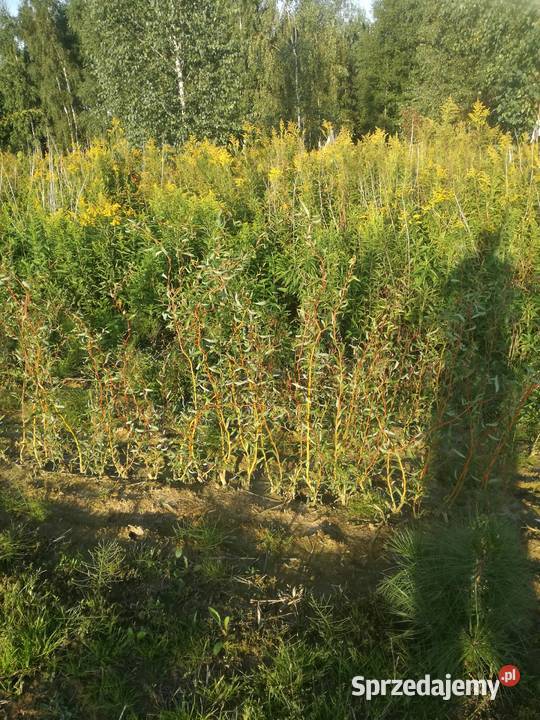 wierzba mandzurskapłacząca wierzby z gruntu Puławy