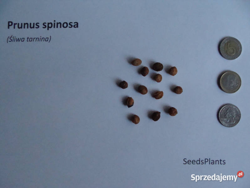 ŚLIWA TARNINA Prunus spinosa NASIONA 500 sztuk Lubanie sprzedam