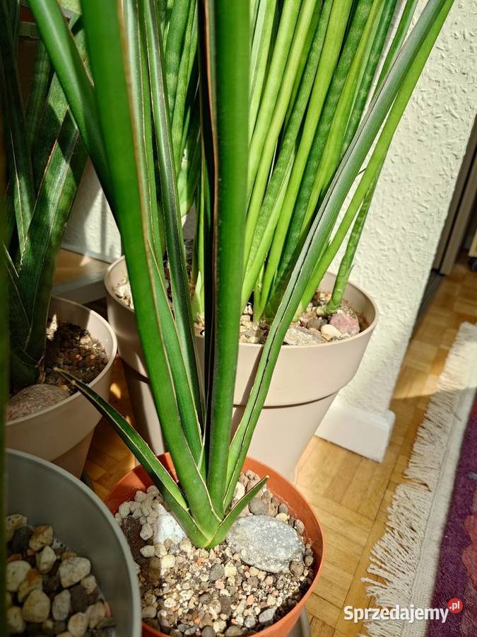 Sansevieria hybr Midnight Star deserti x Warszawa