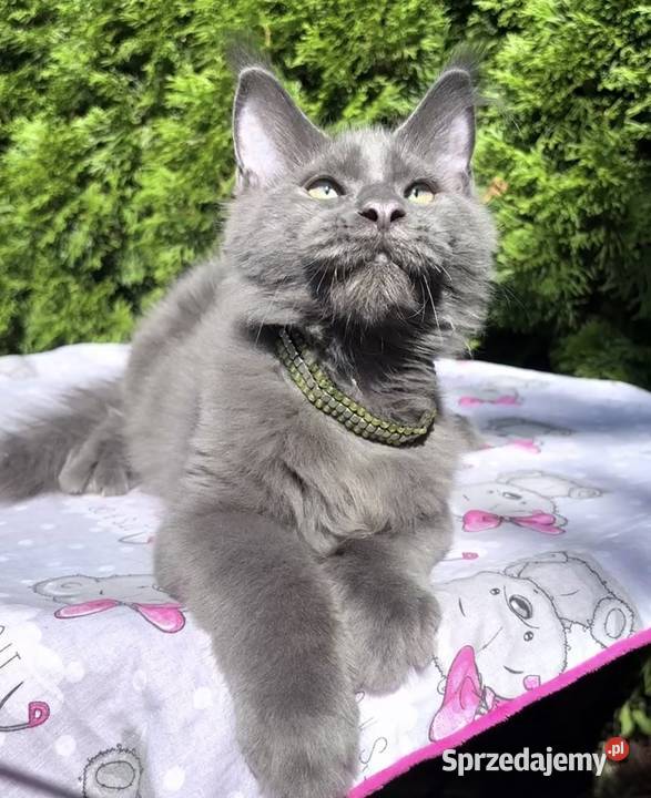 Maine Coon wielka i piękna Rumba Maine Coon dolnośląskie sprzedam