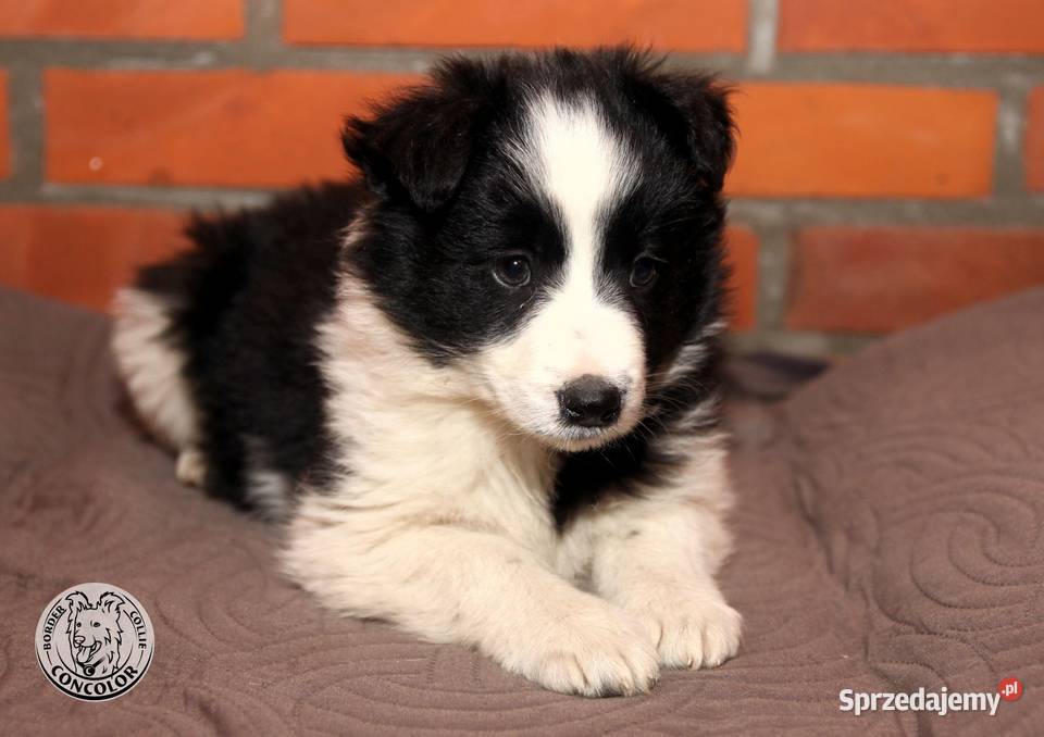 Border Collie szczeniak czarnobiały tricolor Jastrzębia