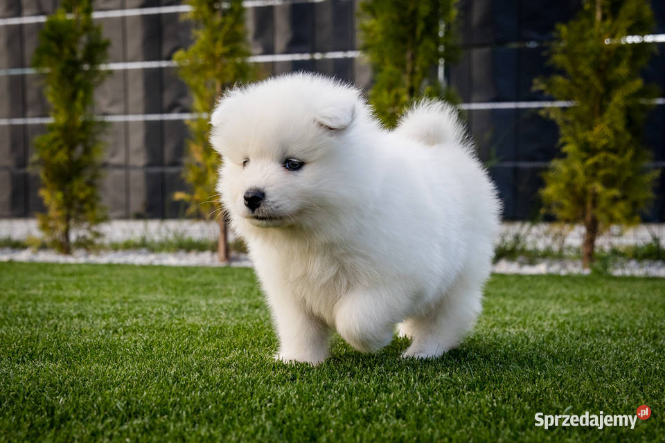 Samoyed ZKwPFci wielkopolskie Brodowo