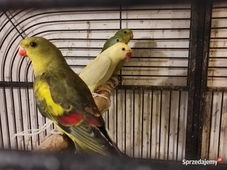 Papugi górskie Rębków