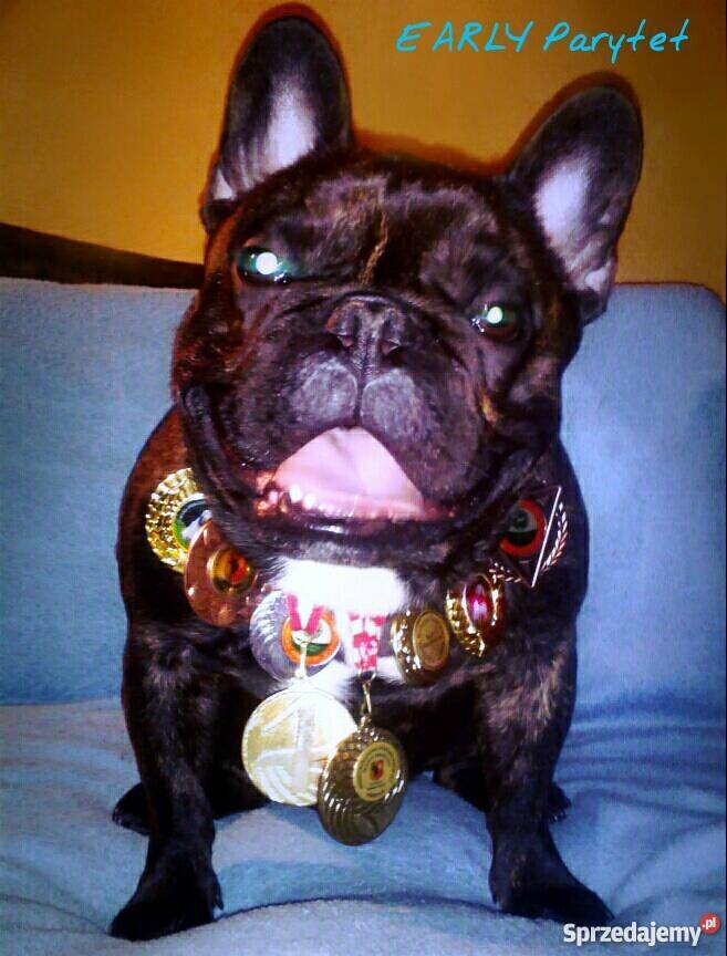 SZCZENIĘTA RASY BULDOG FRANCUSKI FCI Bydgoszcz