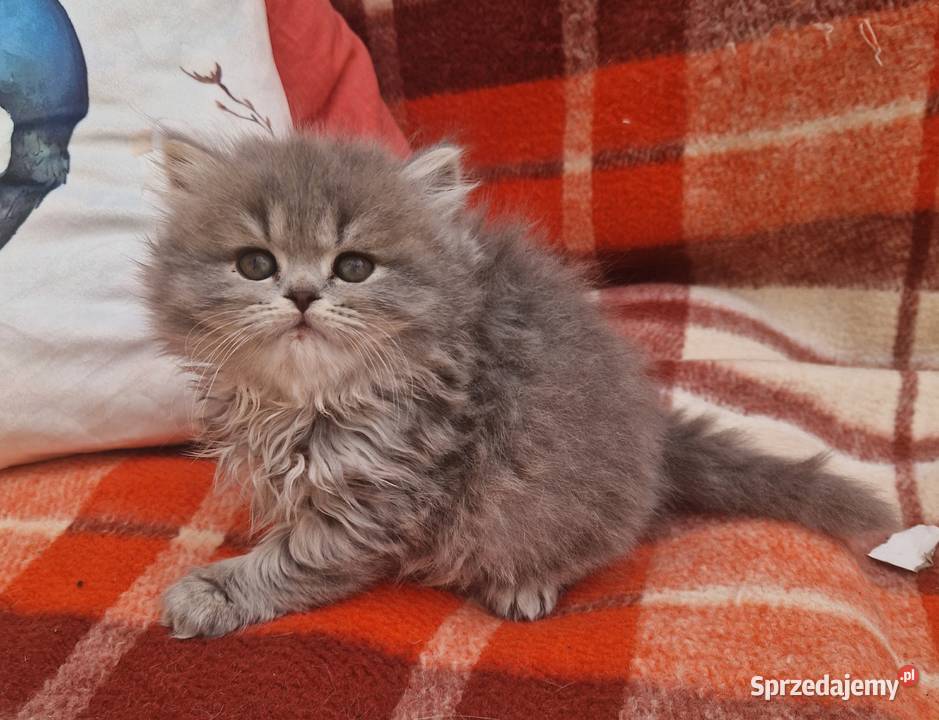 Brytyjskie kotka dlugowlosa niebieska Szamotuły