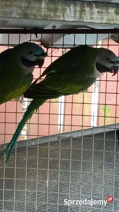 Aleksandrety chinskie śląskie Rybnik