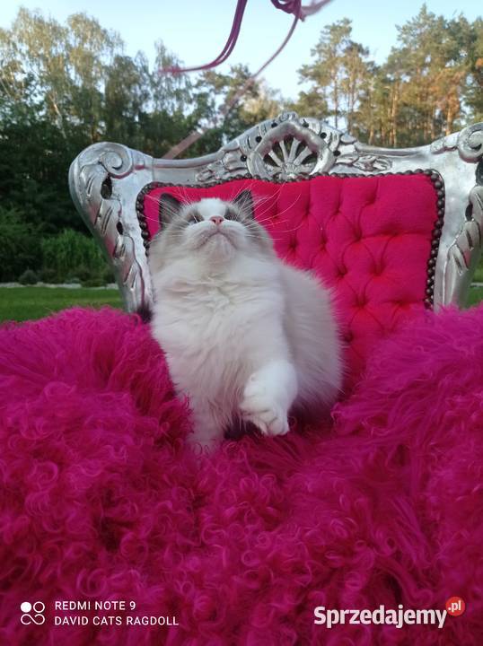 Ragdoll Kocurek Seal Bicolor FIFE FPL Wschowa