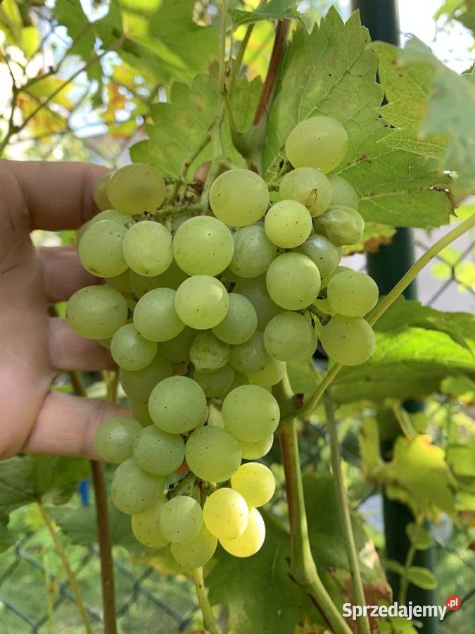 Sadzonki winogrona białe duże smaczne 5 Stalowa Wola