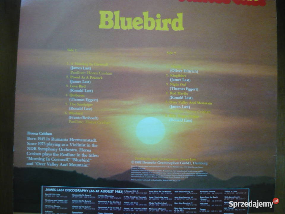 Bluebird Myszków