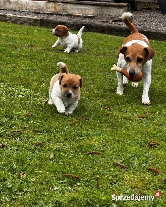 samiec i dwie suczki Jack Russell Szczecinek