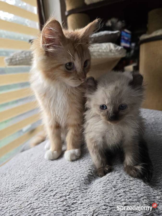 American curl wyjątkowe kocięta Zielona Góra sprzedam