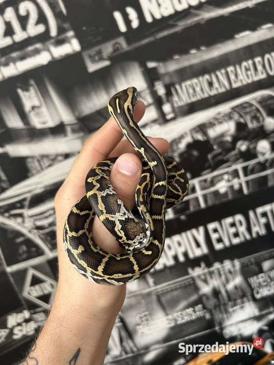 Pyton Birmański Classic 100 het Pied 50 albino Suchedniów