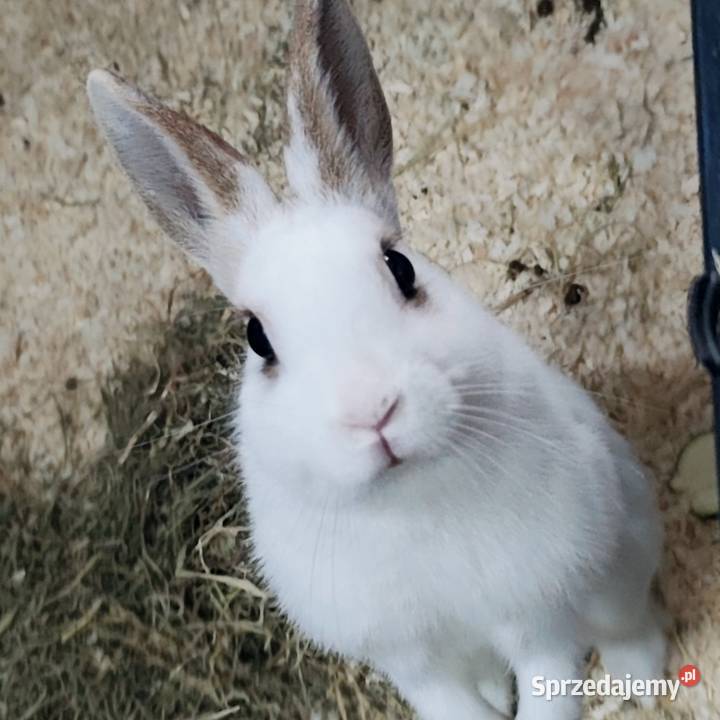 Królik miniaturka samiczka młoda Gdynia