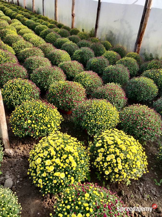 Chryzantemy Hurt Detal różne kolory sprzedam