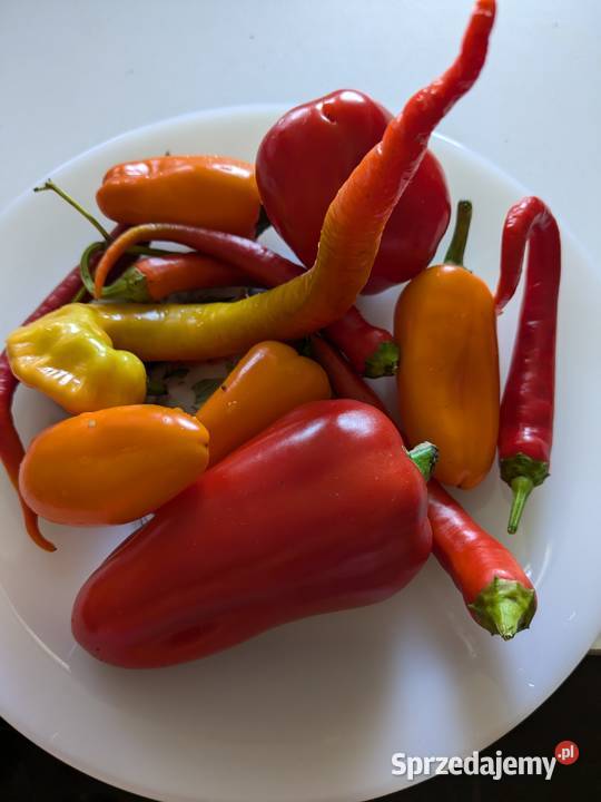 SanMarzano Aurija Pomidor kolekcja 2024 Kraków