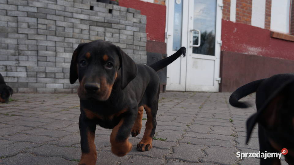 szczeniaki doberman kujawsko-pomorskie Bydgoszcz