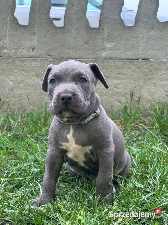 Piękne szczenięta American Staffordshire Terrier Wieruszów