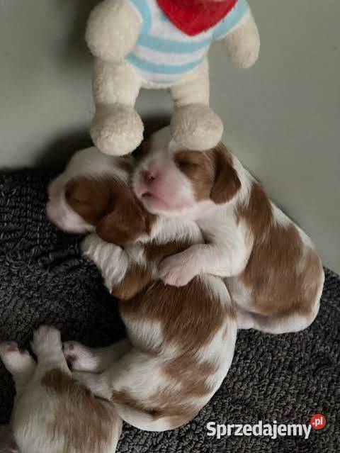 Cavalier King charles spaniel suczka blenhein Tychy