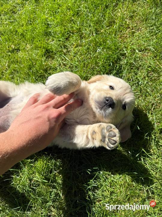 Suczka Golden Retriever FCI ZKwP Lublin