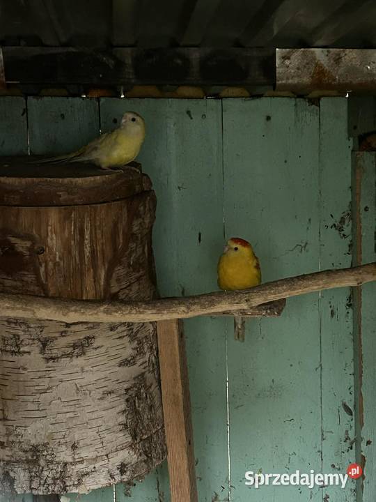 Świergotki para lęgowa 24r Skała