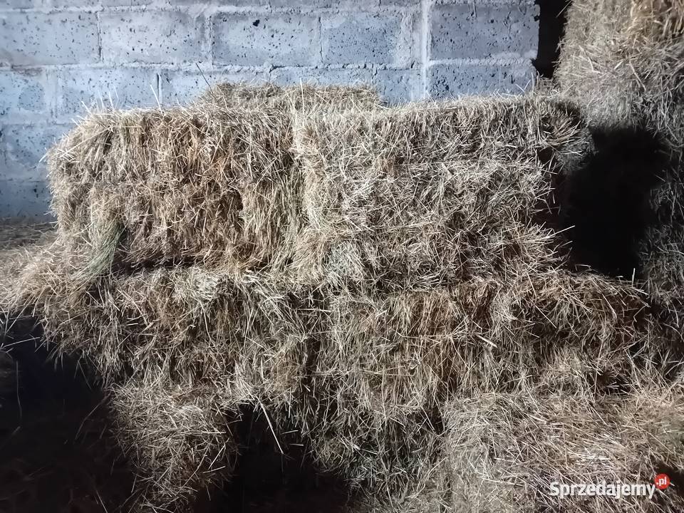 Kostki siana sprzedam