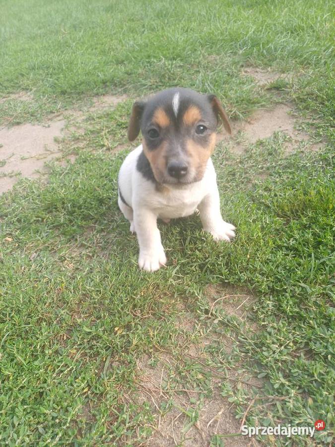 Szczeniaki Jack Rasell Terier Jack Russell Terrier łódzkie Janów