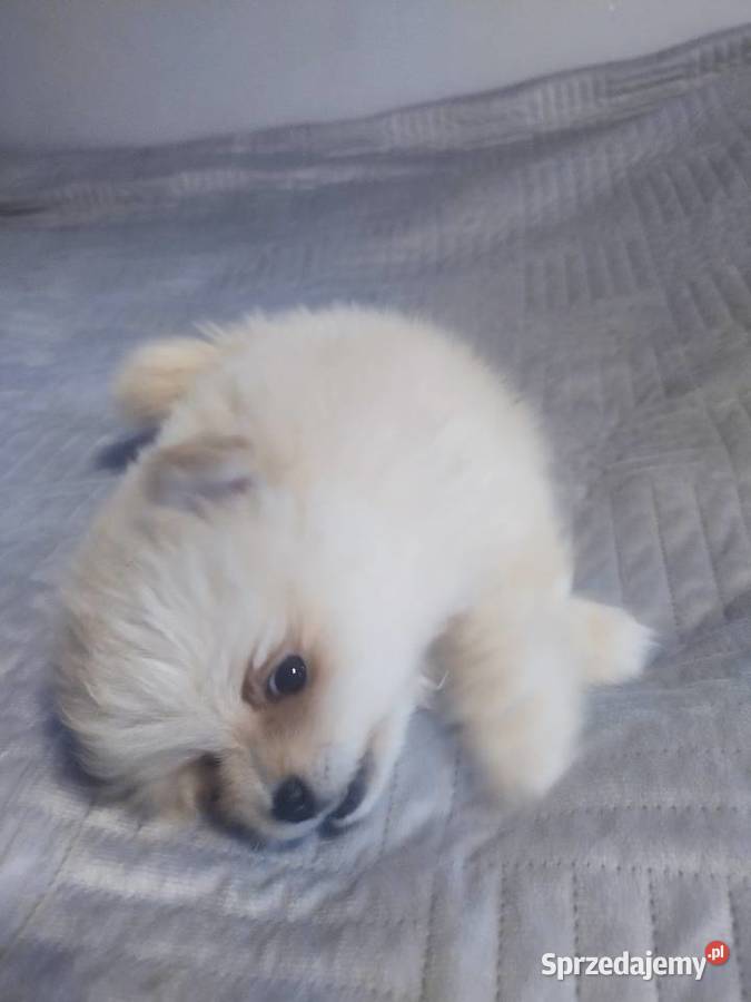 Szpic Miniaturowy zachodniopomorskie Witkowo Drugie sprzedam