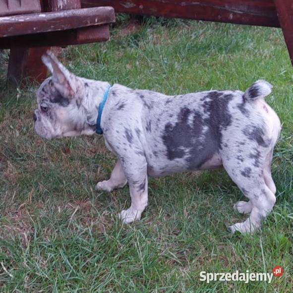 Buldog Francuski szczeniaki Mogielnica