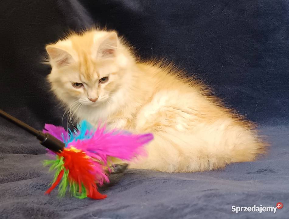 Koty Syberyjskie PICOLLO ZKolakowegoDomu