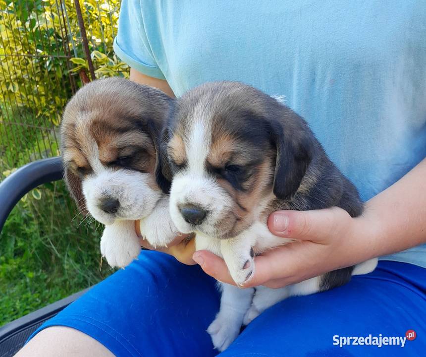 Beagle szczeniaki ZKwP
