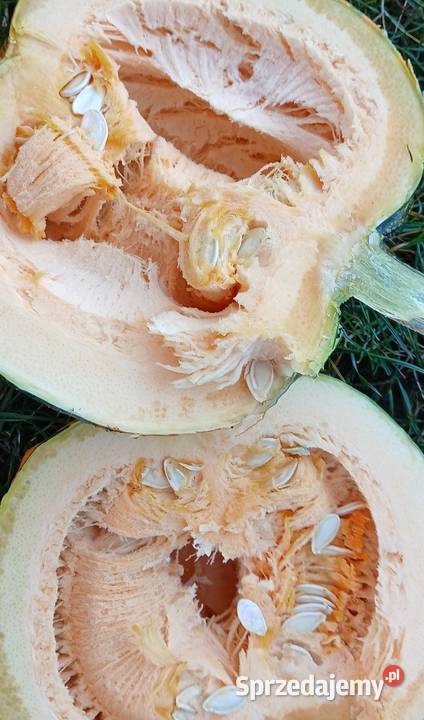 Dynie Kabocha Pozostałe Pińczów