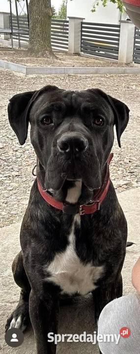 Piękne Szczeniaki Cane Corso Italiano Wiskitki