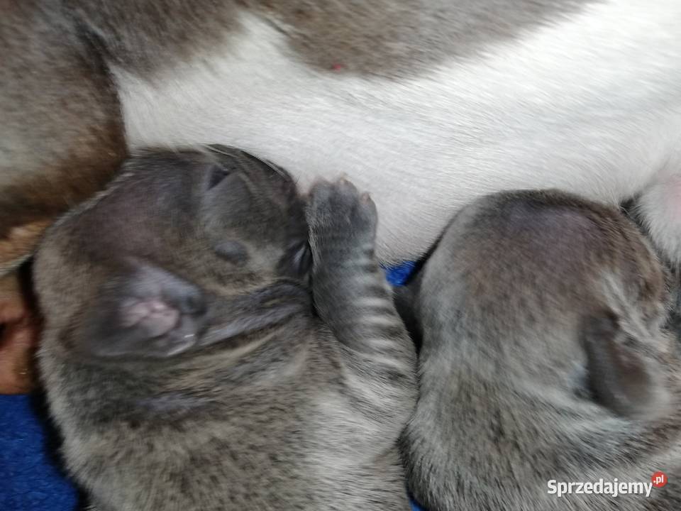 buldog francuski niebieskie i białoniebieskie Borzęcin sprzedam