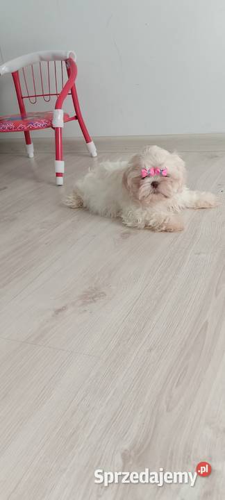 Przepiękna biała suczka rasy ShihTzu Shih Tzu opolskie