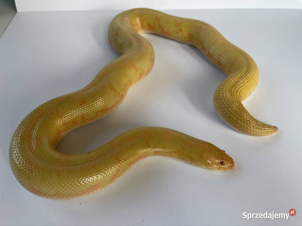 Boa piaskowy dorosła samica albino CB21