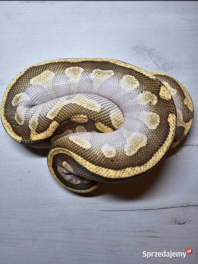 Pyton królewski python regius samiec