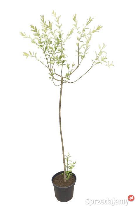 wierzby skalnicemikrobioty wisterie klonybudleje