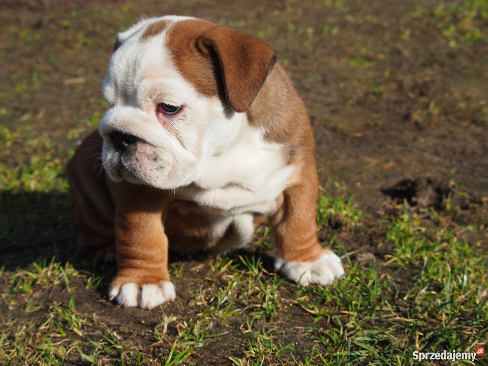 Buldog Angielski suczka Buldog łódzkie Skierniewice