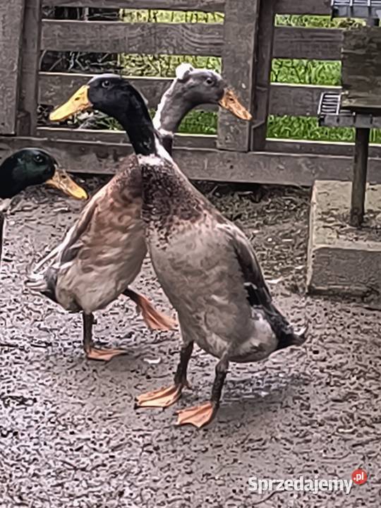 Biegusy indyjskie rasowe Rożnów