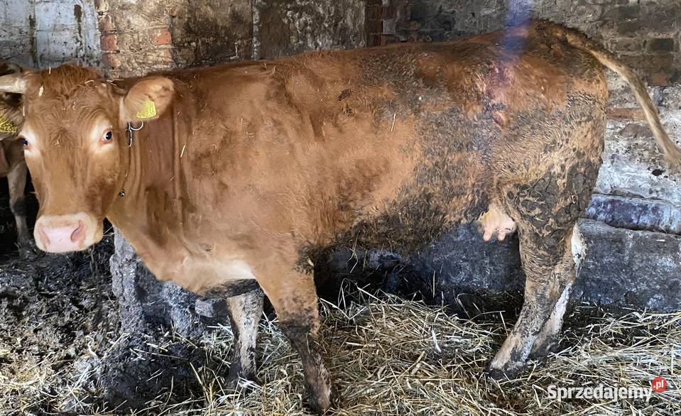 Krowa limousine Bydło sprzedam