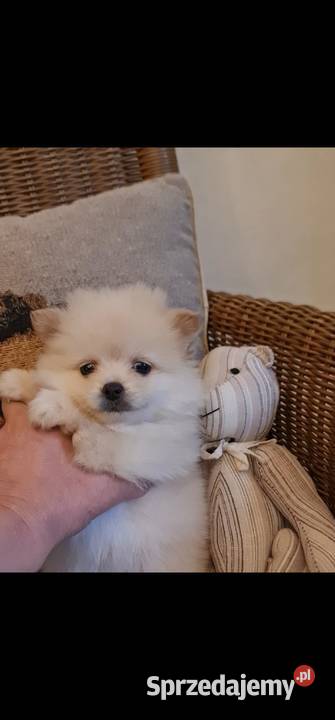 Pomeranian szpic miniaturowy szczeniaki suczki Frysztak