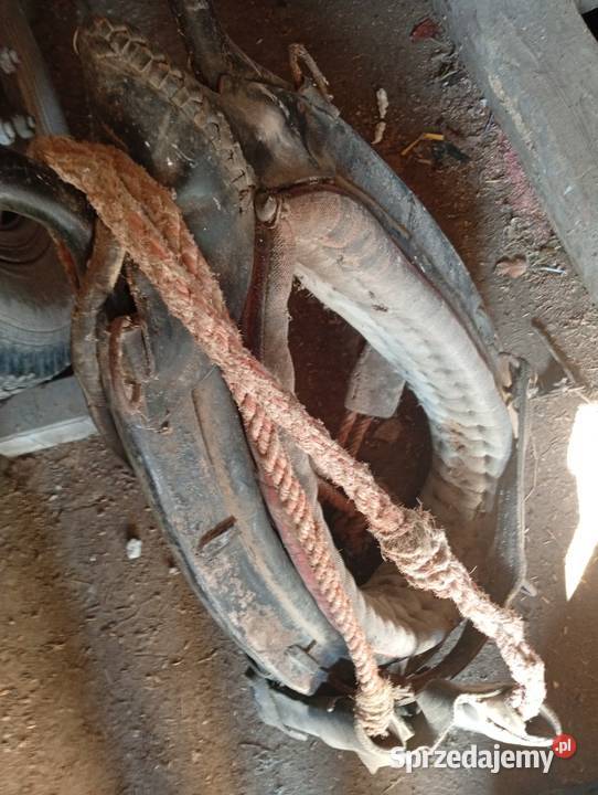 Homont na konia Konie Krasnystaw