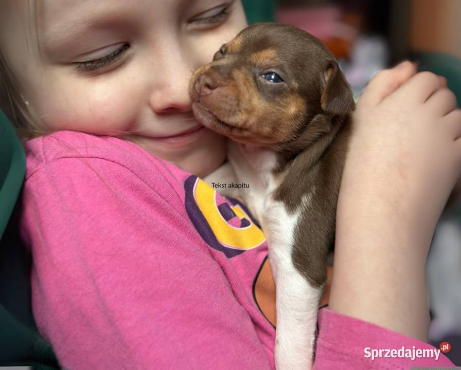TERIER BRAZYLIJSKI szczenięta z rodowodem Ostrów Mazowiecka