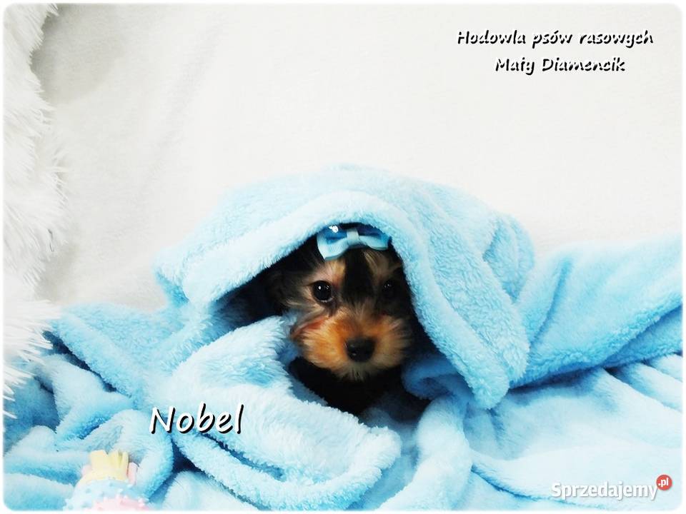 Yorkshire Terrier Malutki Mini Piesek NOBEL z Żary sprzedam