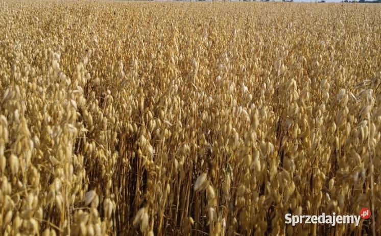 Owies Lion i Nawigator 2025 centrali również sprzedam